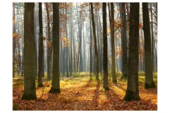 Fototapet Autumn Trees 350x270