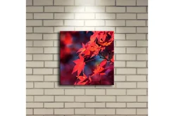 Lerretsbilde med LED-belysning 28x28 cm - Klart rødt lønneblad i høstfarger